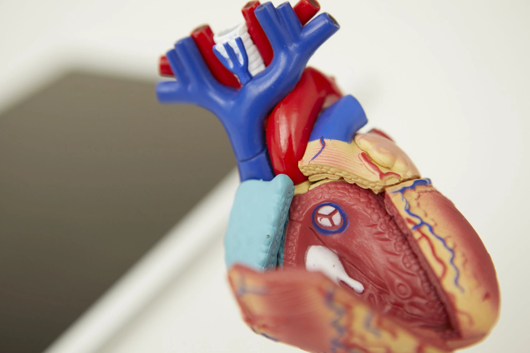 Cardiopunkt - Kardiologe Krefeld - Dr.-Nour-Alaaraj - Transthorakale-Echokardiographie